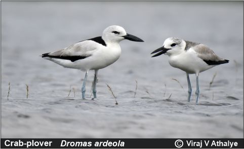 Crab-plover