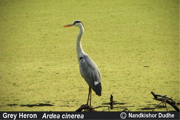 Grey Heron