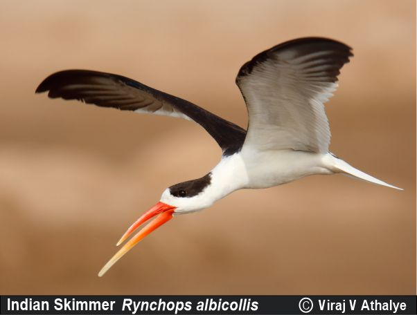 Indian Skimmer