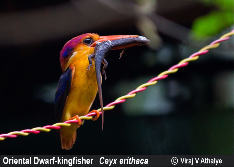 Oriental Dwarf-kingfisher