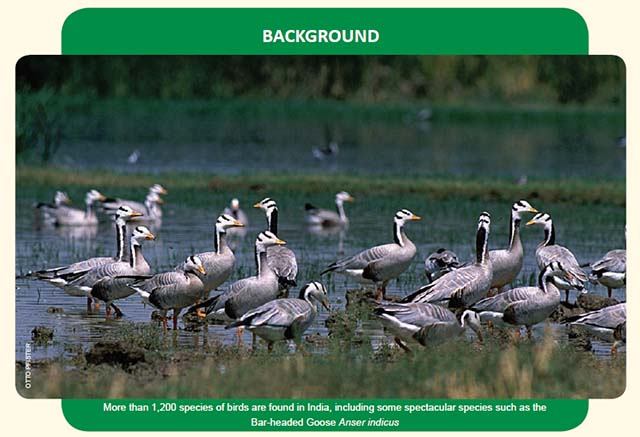 Birds Of Indian Subcontinent Pdf Download
